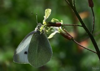 Kk Beyazmelek (Pieris rapae)