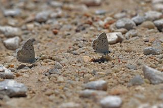 okgzl Kk Turan Mavisi (Polyommatus cornelius)