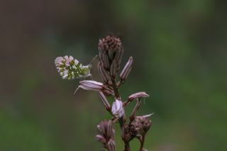 Turuncu Ssl (Anthocharis cardamines)