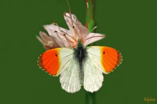 Turuncu S�sl�&nbsp;(Anthocharis&nbsp;cardamines)