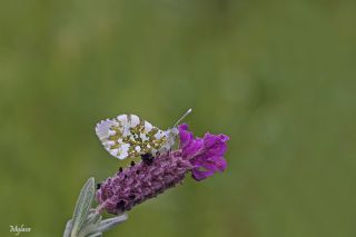 Turuncu S�sl�&nbsp;(Anthocharis&nbsp;cardamines)