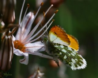 Turuncu Ssl (Anthocharis cardamines)