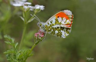 Turuncu Ssl (Anthocharis cardamines)