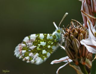 Turuncu Ssl (Anthocharis cardamines)