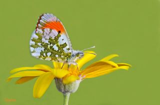 Turuncu Ssl (Anthocharis cardamines)