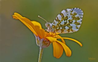 Turuncu Ssl (Anthocharis cardamines)