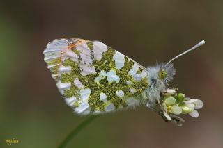 Turuncu Ssl (Anthocharis cardamines)