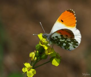 Turuncu Ssl (Anthocharis cardamines)