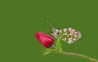 Turuncu S�sl�&nbsp;(Anthocharis&nbsp;cardamines)
