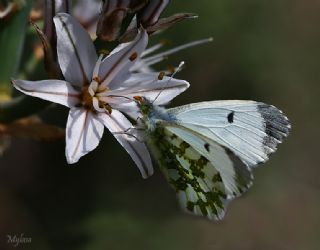 Turuncu Ssl (Anthocharis cardamines)