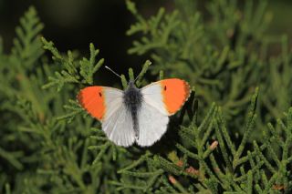 Turuncu Ssl (Anthocharis cardamines)