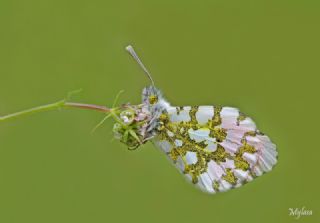 Turuncu Ssl (Anthocharis cardamines)