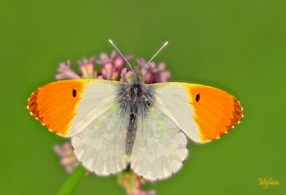 Turuncu Ssl (Anthocharis cardamines)