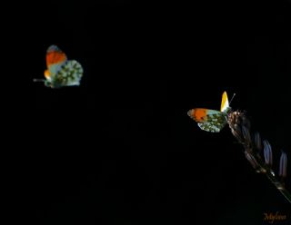 Turuncu Ssl (Anthocharis cardamines)