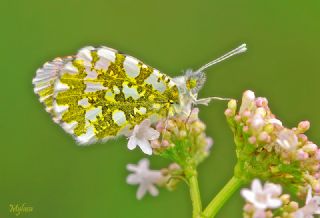 Turuncu Ssl (Anthocharis cardamines)