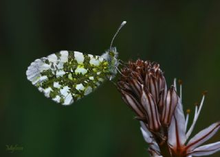 Turuncu Ssl (Anthocharis cardamines)