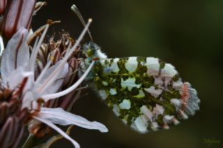 Turuncu Ssl (Anthocharis cardamines)