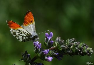 Turuncu Ssl (Anthocharis cardamines)