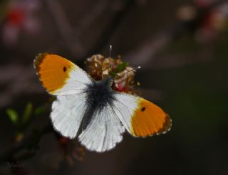 Turuncu Ssl (Anthocharis cardamines)