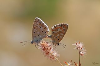 Çokgözlü Levantin Çilli Mavisi (Polyommatus syriaca)