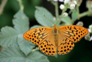 Cengaver (Argynnis paphia)