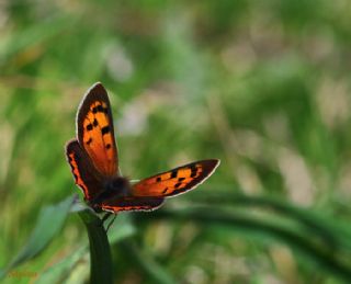 Benekli Bakr Gzeli (Lycaena phlaeas)