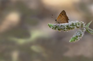 Benekli Bakr Gzeli (Lycaena phlaeas)