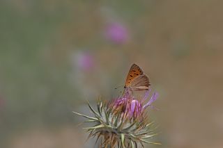 Benekli Bakr Gzeli (Lycaena phlaeas)