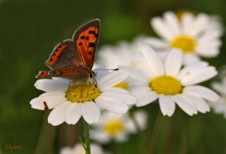 Benekli Bakr Gzeli (Lycaena phlaeas)