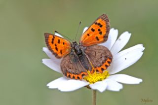 Benekli Bakr Gzeli (Lycaena phlaeas)