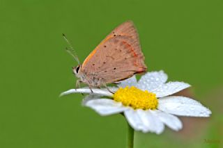 Benekli Bakr Gzeli (Lycaena phlaeas)