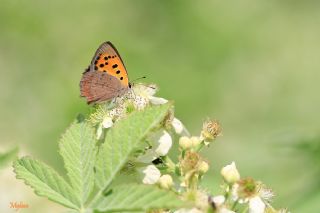 Benekli Bakr Gzeli (Lycaena phlaeas)