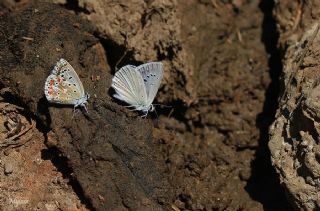 Çokgözlü Teresya, Saimbeyli Mavisi (Polyommatus theresiae)