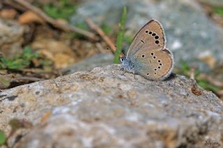 Anadolu Karagz Mavisi (Glaucopsyche astraea)