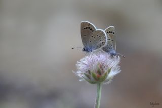 Anadolu Karagz Mavisi (Glaucopsyche astraea)