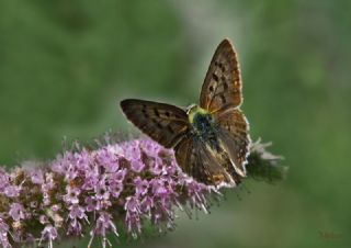 sli Bakr Gzeli (Lycaena tityrus)