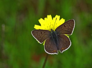 sli Bakr Gzeli (Lycaena tityrus)