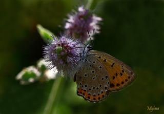 Byk Mor Bakr Gzeli (Lycaena alciphron)