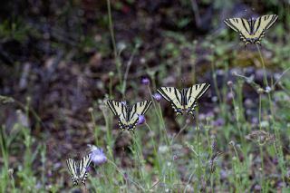 Kaplan Krlangkuyruk (Papilio alexanor)