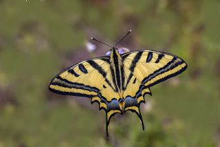 Kaplan Krlangkuyruk (Papilio alexanor)