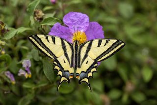 Kaplan Krlangkuyruk (Papilio alexanor)