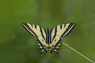 Kaplan Krlangkuyruk (Papilio alexanor)