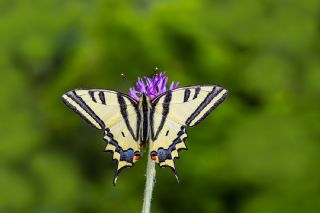 Kaplan Krlangkuyruk (Papilio alexanor)