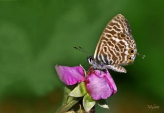 Mavi Zebra (Leptotes pirithous)