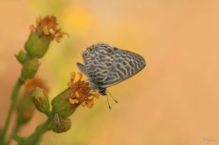 Mavi Zebra (Leptotes pirithous)