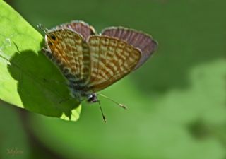 Mavi Zebra (Leptotes pirithous)