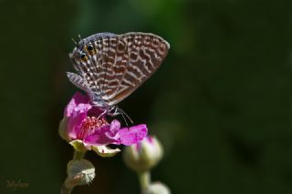 Mavi Zebra (Leptotes pirithous)