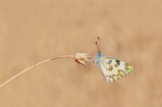 Siirt l Beneklibeyaz (Pontia glauconome)