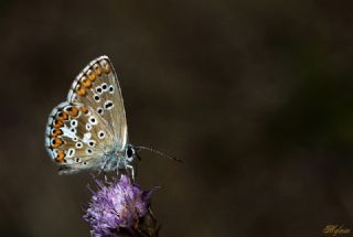 okgzl Balkan Mavisi (Aricia anteros )