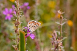 okgzl Esmer (Aricia agestis)